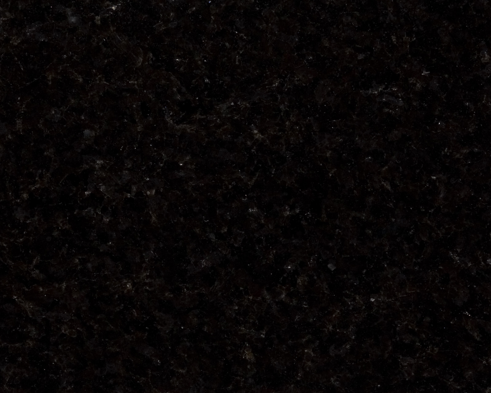 Black Labrador